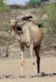Camel and crows
