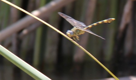 Kerio dragonfly