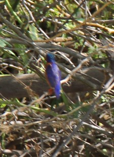 Malachite kingfisher kerio delta