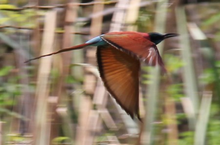 Beecatcher on the wing