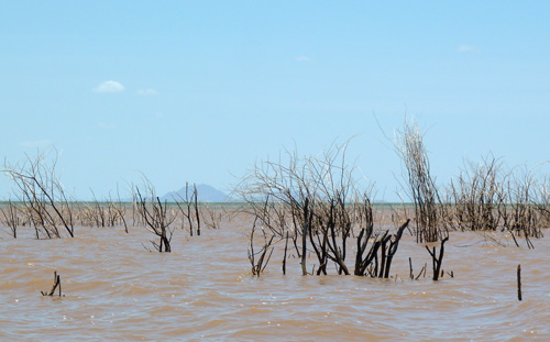 Prosopis dying at the mouth of the delta looking towards Central Island