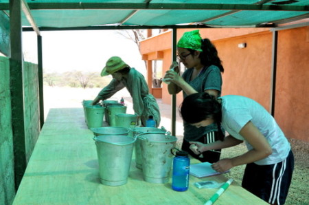 Janina, Carolina and Tiffany prepare their mosquito larvae experiments.