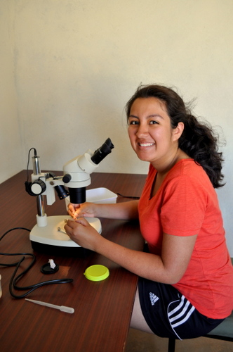 Carolina dissects the gut of a mosquito larva for her research on larval diets.