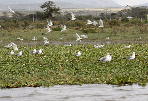 Water Hyacinth, gulls and terns at Naivasha