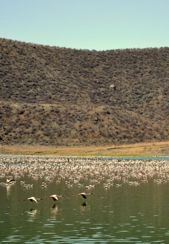 Flamingoes in flight across the lake.