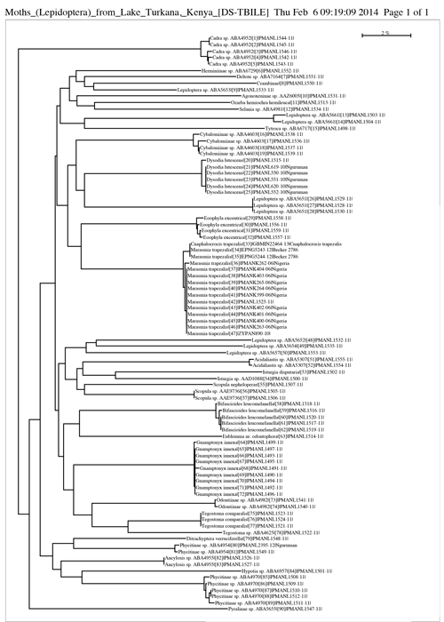 COI Barcode Sequences in tree showing the diversity of the Turkana moths