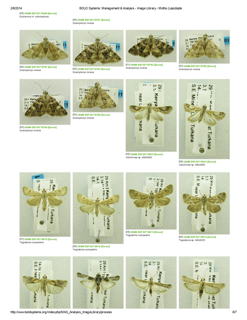 A few of the Turkana moths in the BOLD database