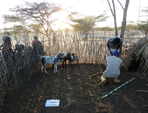 Examining the goats