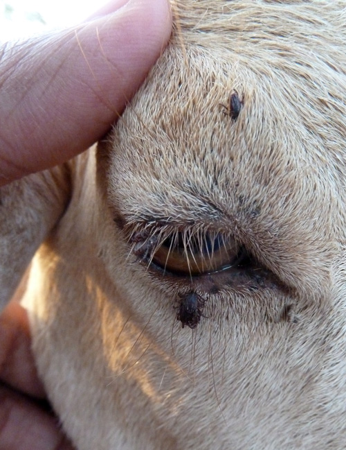 Ticks around the goats' eyes