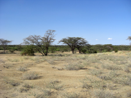 A view of the TBI Turkwel campus, with I. spinosa visible as low-lying shrubs on the landscape