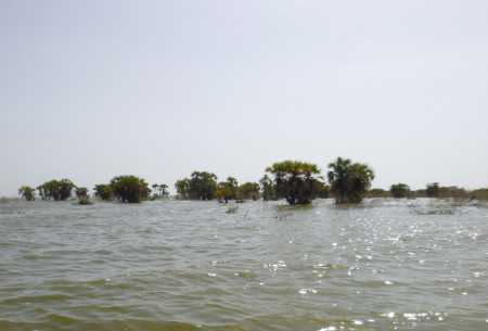 Drowned palm trees near the shores of Kalokol