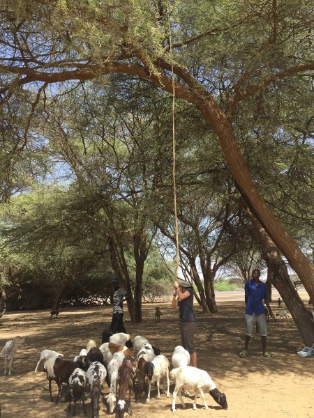 Jade is trying to shake some bean pods from an Acacia tree in order to attract more goats and catch the flies landing on them. Perhaps there is a relationship between flies on livestock and goat herders? 