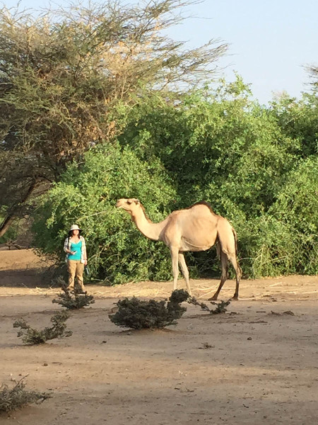 Sam is desperately trying to get close enough to a camel to observe flies on it….if only she could catch one to study!