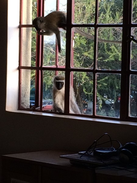 Vervet monkey wanting to come into the library.
