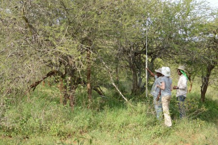 Students Tadele, Milena and Yemane measure the height of an acacia tree on their transect (Photo by Martha N. Mutiso).