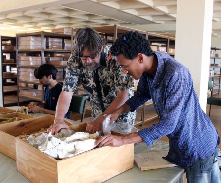 Prof. Fortelius helps Niguss examine the skeleton of a modern horse.