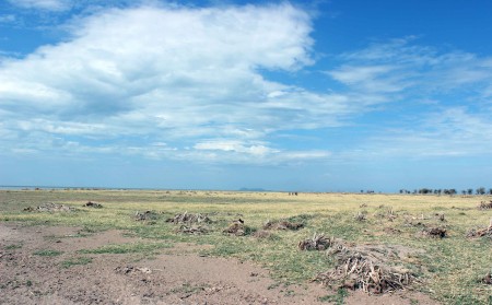 When lake levels rise, or when flooding occurs during the wet season, this area can get soaked in water. Delta environments tend to be marshy, with many grasses and reeds, fewer trees and shrubs.