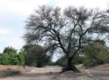 The high water table supports a larger amount of vegetation than you an observe on this arid landscape. 