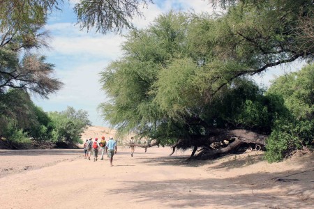 The stroll along the Tulu Bor laga was very pleasant with lots of shade from the giant Acacia tortilis trees. 