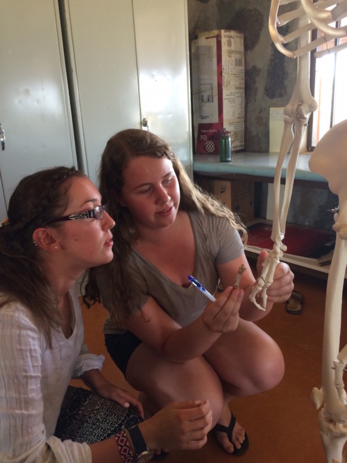 Millie and Yvette try to figure out which metacarpal they have