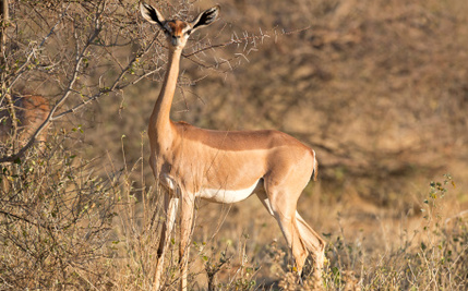 gerenuk