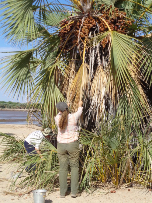 Yvette tries shaking the branches!