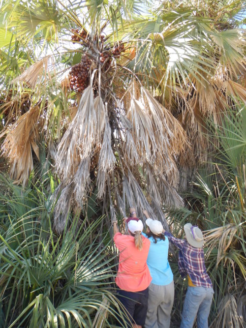 Danielle, Morgan and Emily work together as they use Yvette's method of collecting nuts