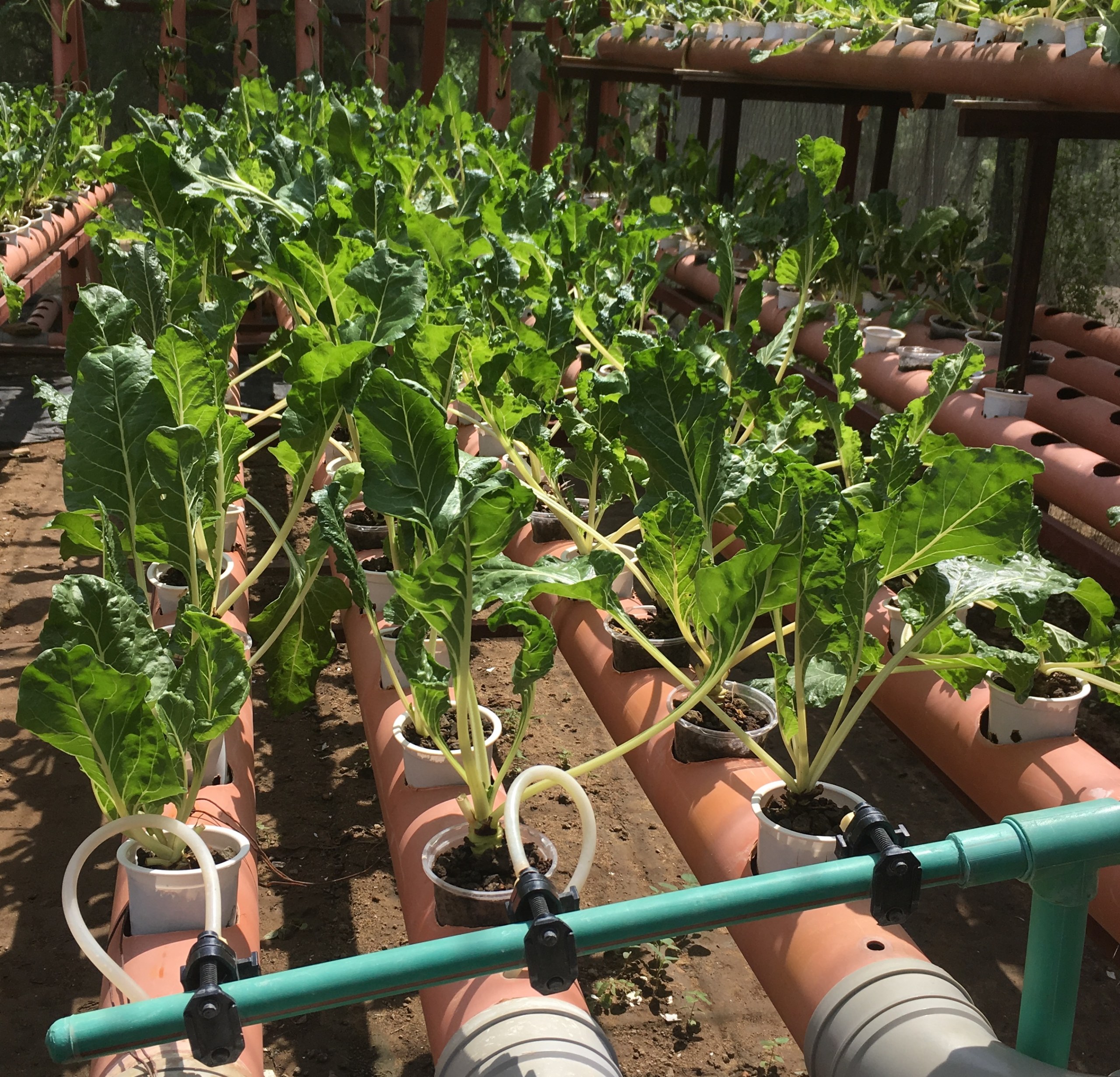 New TBI project aims to bring hydroponic farming to local communities