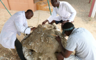 Preparators from the National Museums of Kenya at the Ileret research facility of the Turkana Basin Institute, starting manual preparation and supplementing the field consolidation (chemical hardening) of Loxodonta adaurora cranium KNM-ER 63642. From left to right: Cliff Onyango, Robert Moru and Christopher Kiarie. Image credit: Steve Jabo, Smithsonian Institution