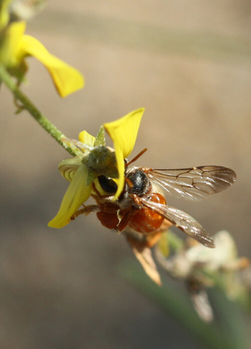 One of the new bee species (Samba turkana) described from Turkana by Dr Dino Martins.