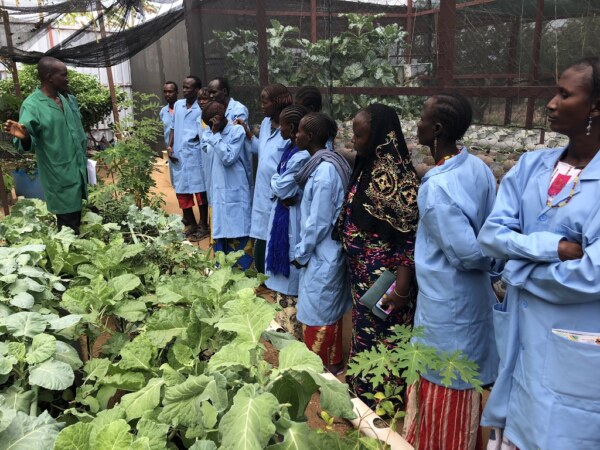 The students’ first tour in the shamba, led by Shadrack Arthur